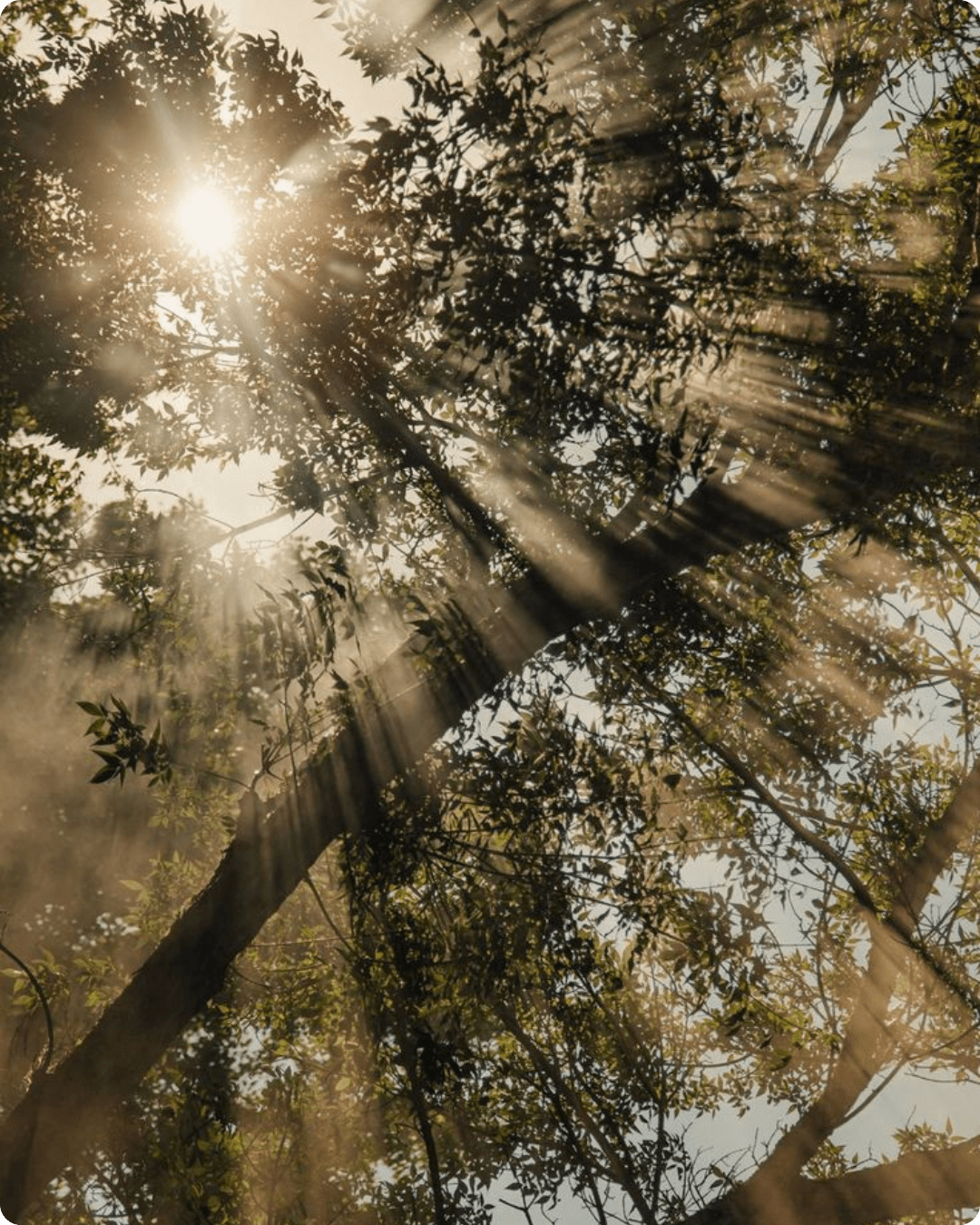 Lumière dans les arbres